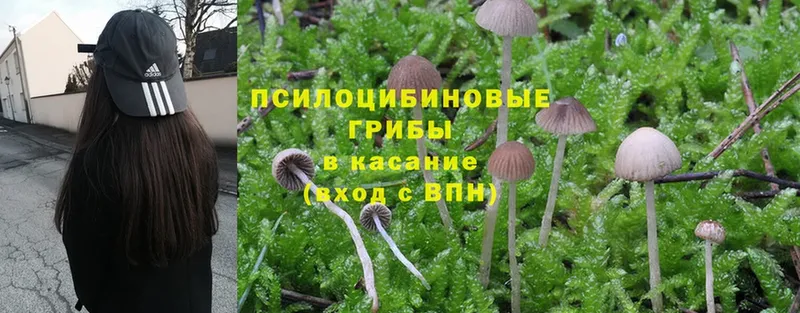 цены наркотик  кракен ССЫЛКА  Галлюциногенные грибы Psilocybine cubensis  Кизел 